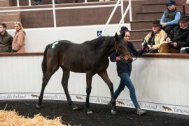  Lot 123 Crystal Ocean (GB) / Beneficial Choice (IRE)
