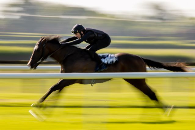 29 wildcards have been added to the Tattersalls Ireland Breeze Up Sale Catalogue 