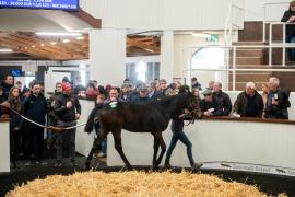 Lot 123 Crystal Ocean (GB) / Beneficial Choice (IRE)