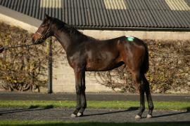 Lot 123 Crystal Ocean (GB) / Beneficial Choice (IRE)