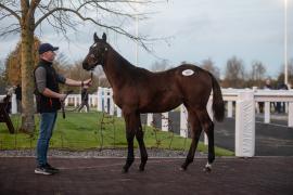 Lot 305 Walk In The Park (IRE) / Chesapeake (FR)