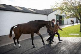 Lot 28 Soldier of Fortune (IRE) / Benefit Ball (IRE)