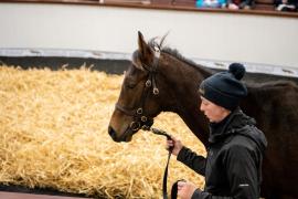 Lot 279 No Risk At All (FR) / Salmon Rose (IRE)