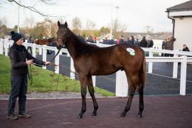 Lot 279 No Risk At All (FR) / Salmon Rose (IRE)