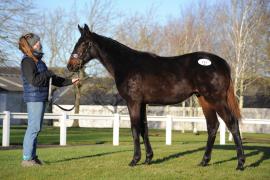Lot  117 Soldier Of Fortune 1212206