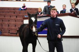 Lot  182 Soldier Of Fortune