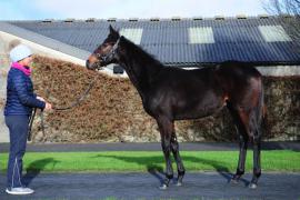 Lot  311 Soldier Of Fortune 
