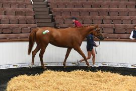 Lot  343 Soldier Of Fortune 24722 1
