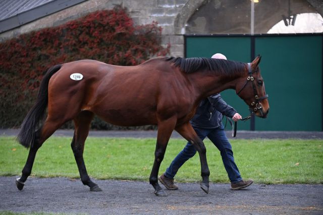 Lot 1346, Say You Say Me (GB) B.M. by Flemensfirth (USA) / Our Girl Salley (IRE)  