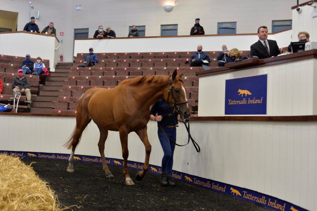 Lot 325 Ch.F. Flemensfirth ex Princess Gaia from Sunnyhill Stud sold to Niall Flynn for €50,000 