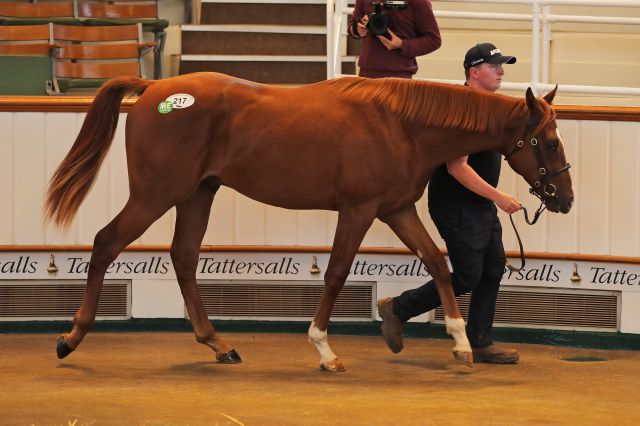 Lot 217 from Castlehyde Stud sold to Global Equine Group for £130,000 