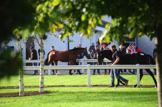 September Yearling Sale