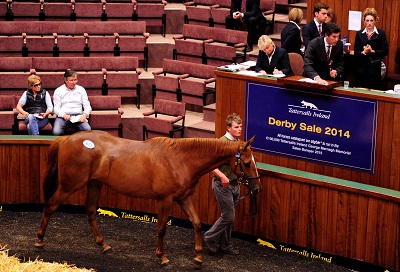 Lot 413 Presenting x Oligarch Society from Redpender Stud sells to Harold Kirk  Willie Mullins for 170000 web
