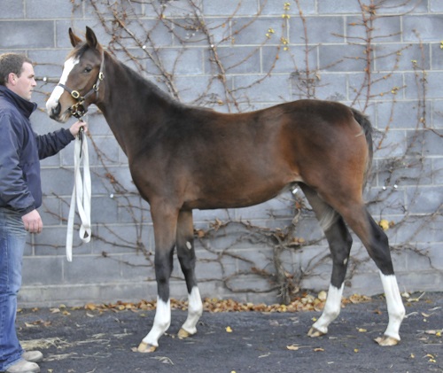 Web Lot 924 Oscar x Stony View from Ballyclerihan House Stud sells to Ballinlea Stud for 85000