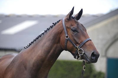 Lot 137 Martaline x Gaelic Jane from Peter Nolan Bloodstock sells to Aiden Murphy for 160000web
