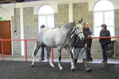 Lot 1400 She Ranks Me from Castledillon Stud sells to Clarendon Farm for 64000 web