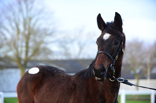 Lot 151 Tattersalls 22165