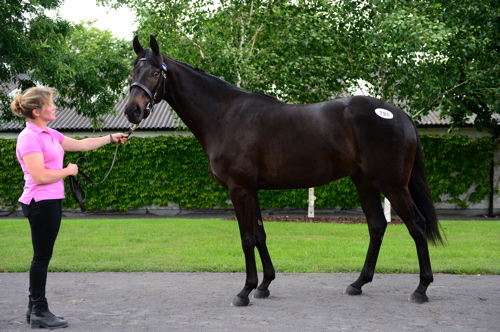 Lot 191 Lauro 5