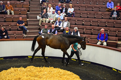Lot 195 Robin des Champs 0