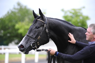 Lot 401 Yeats x Valleya from Mount Brown Farm sells to Aiden Murphy for 160000 - 2web