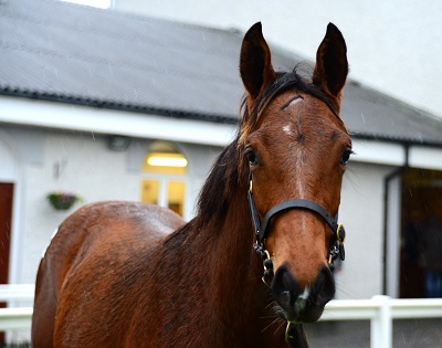 Lot 410 Fame And Glory x La Cerisaie from Ballincurrig House Stud sells to John OByrne for 52000 - web