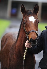 Lot 588 Beat Hollow x Bannow Girl from Clonmore House Stud sells to John OByrne for 62000 - web