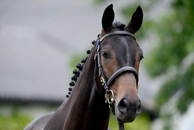 Lot 85 Stowaway x Court Leader from Ballincurrig House Stud sells for 160000 to Kevin Ross web