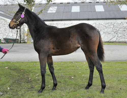 Web Lot 661 Milan x Darbela from Mill House Stud sells to John OByrne for 78000